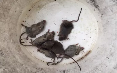 Уничтожение крыс на складе в Орехово-Зуево